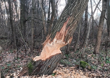 Bobry sieją spustoszenie nad skierniewickim zalewem