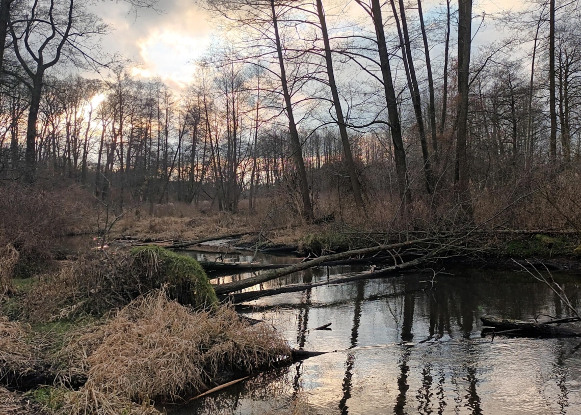 Bobry sieją spustoszenie nad skierniewickim zalewem