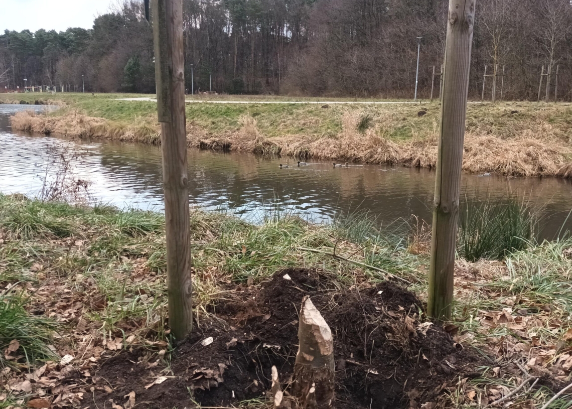 Bobry sieją spustoszenie nad skierniewickim zalewem