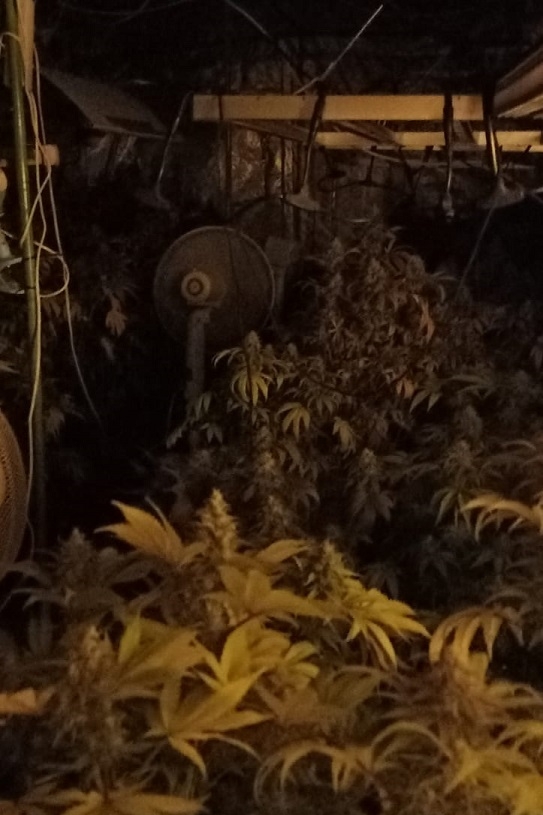 22 kg marihuany wykryli policjanci na Górnej w Łodzi