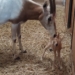 W ZOO Safari w Borysewie wkrótce przyjdzie na świat oryks szablorogi 7 ZOO Safari w Borysewie