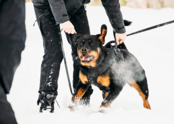 Rottweiler pogryzł 2 osoby na Piotrkowskiej w Łodzi