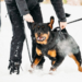 Rottweiler pogryzł 2 osoby na Piotrkowskiej w Łodzi