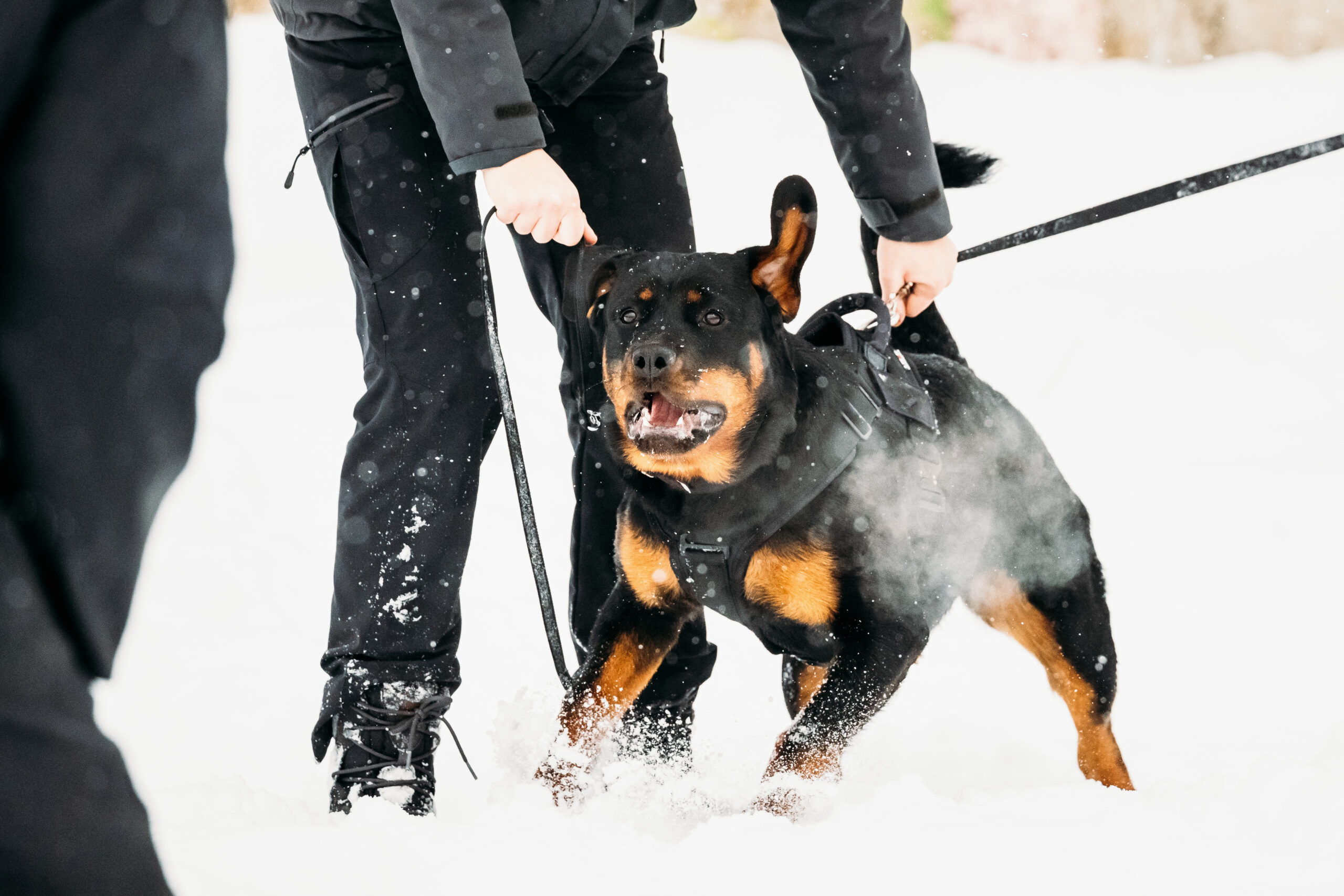 Rottweiler pogryzł 2 osoby na Piotrkowskiej w Łodzi