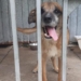 Tomaszowskie schronisko dla bezdomnych zwierząt zachęca do adopcji psów i kotów 7 tomaszowskie schronisko
