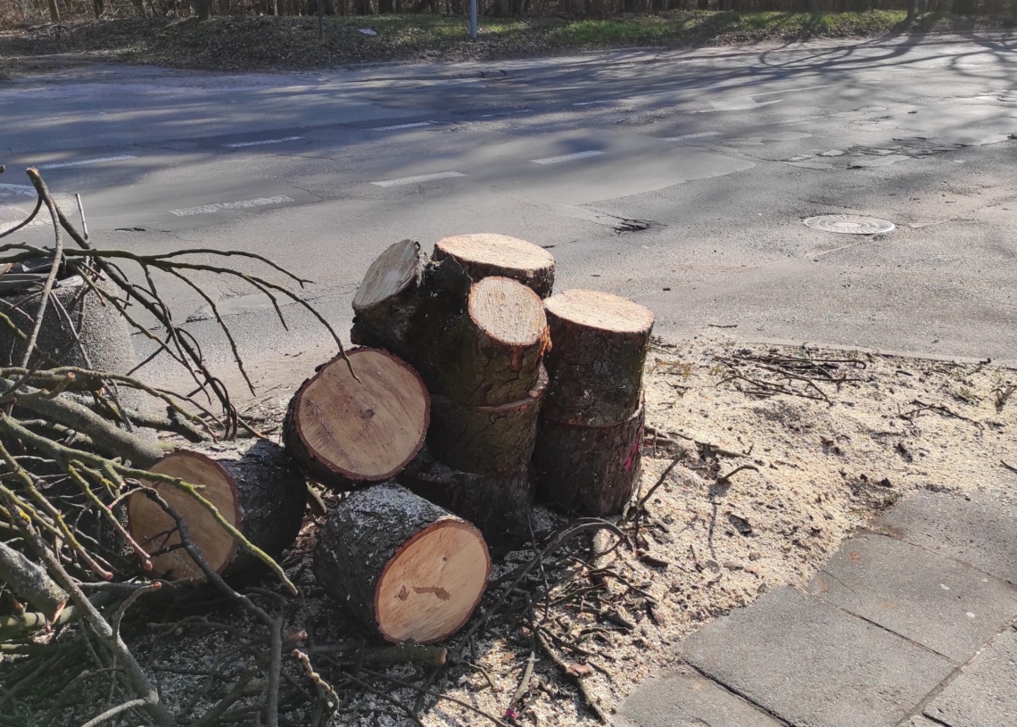 Budowa drogi rowerowej na Krakowskiej kontra mieszkańcy walczący o ochronę drzew, które przeznaczono do wycinki