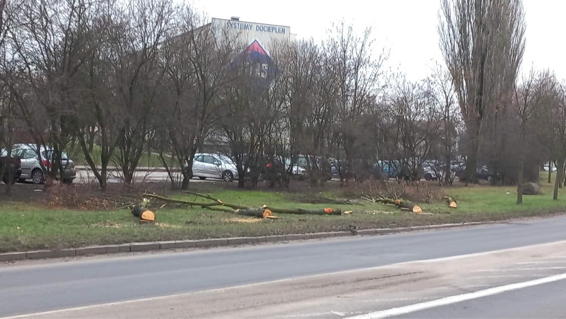 Wycinka drzew pod budowę obwodnicy Zduńskiej Woli
