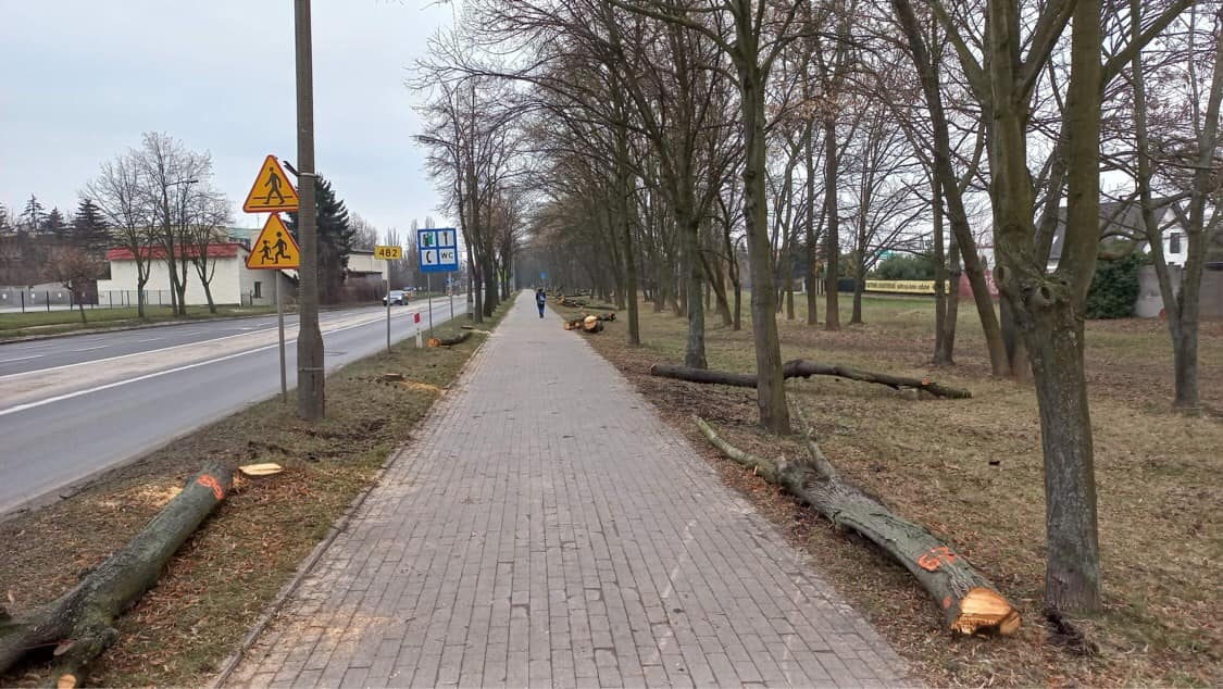 Wycinka drzew pod budowę obwodnicy Zduńskiej Woli