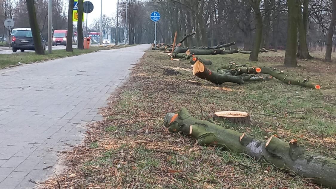 Wycinka drzew pod budowę obwodnicy Zduńskiej Woli