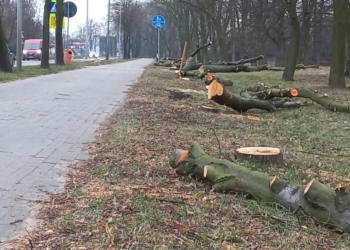 Wycinka drzew pod budowę obwodnicy Zduńskiej Woli