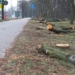 Wycinka drzew pod budowę obwodnicy Zduńskiej Woli