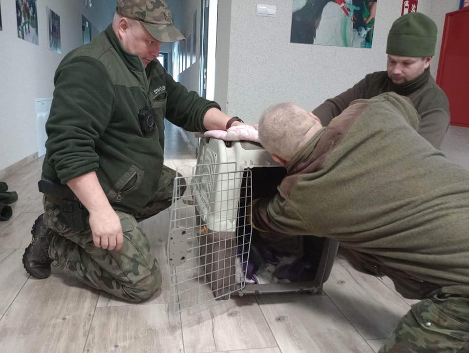 Ranny bielik trafił do Leśnego Ośrodka Rehabilitacji Zwierząt Nadleśnictwa Piotrków. Miał złamane skrzydło [ZDJĘCIA]