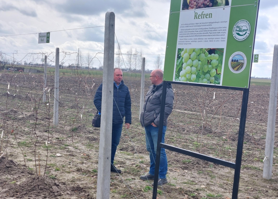 Szkolenie w oddziale Łódzkiego Ośrodka Doradztwa Rolniczego w Kościerzynie z przycinania winorośli [ZDJĘCIA]