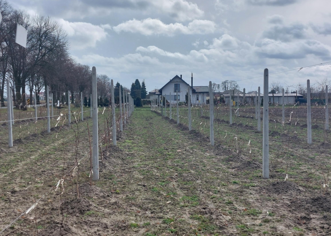 Szkolenie w oddziale Łódzkiego Ośrodka Doradztwa Rolniczego w Kościerzynie z przycinania winorośli [ZDJĘCIA]
