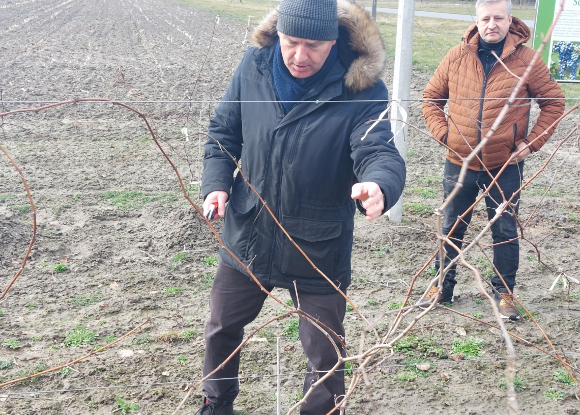 Szkolenie w oddziale Łódzkiego Ośrodka Doradztwa Rolniczego w Kościerzynie z przycinania winorośli [ZDJĘCIA]