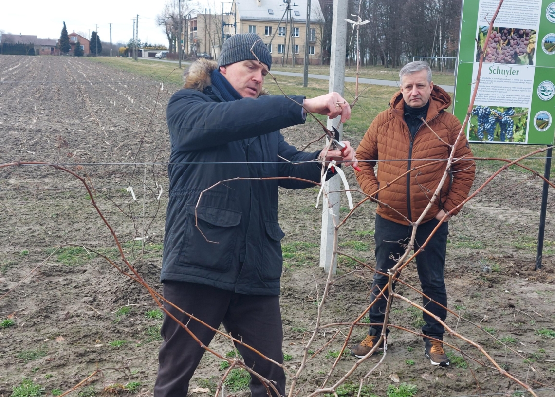 Szkolenie w oddziale Łódzkiego Ośrodka Doradztwa Rolniczego w Kościerzynie z przycinania winorośli [ZDJĘCIA]