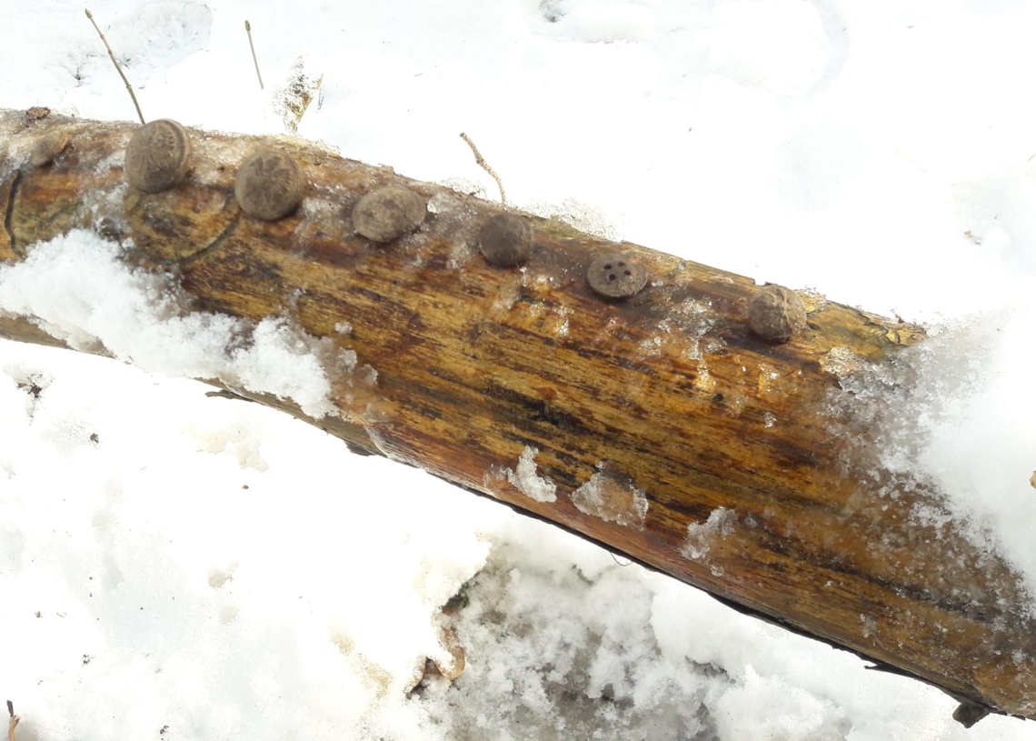 Znaleziska - Stowarzyszenie Tradycji 26 Skierniewickiej Dywizji Piechoty
