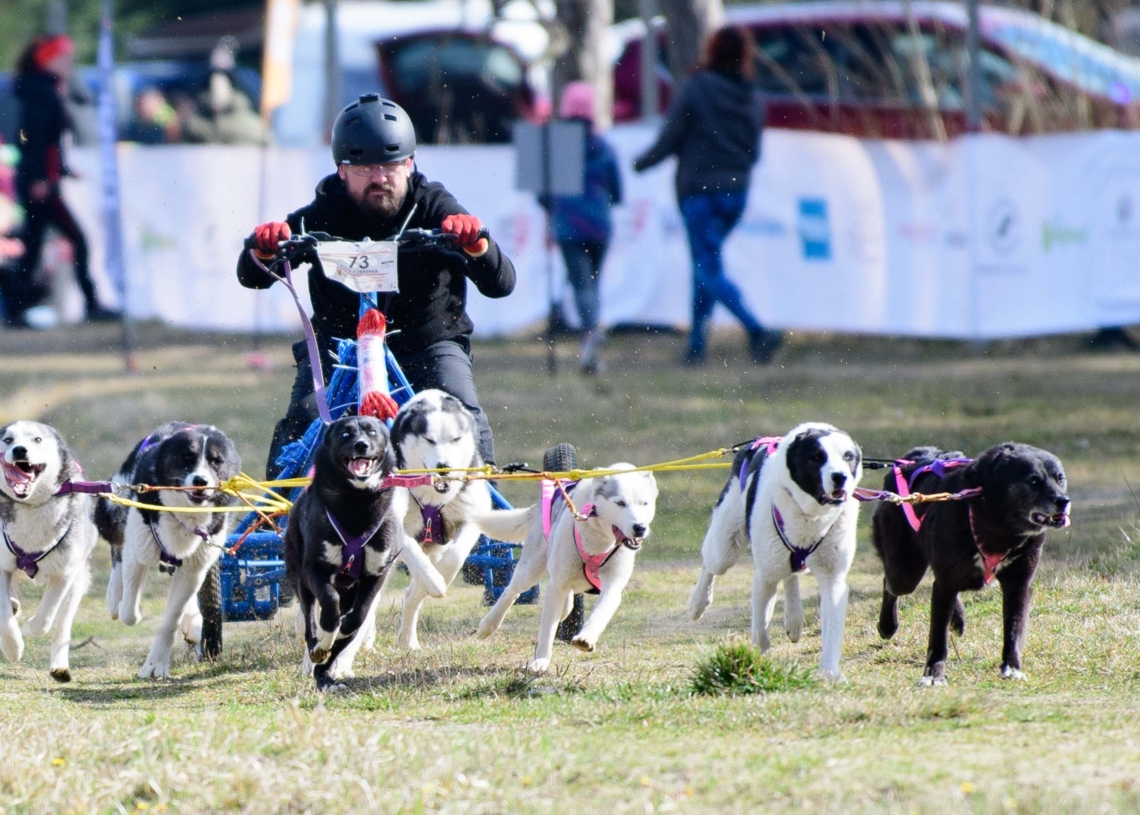 Rybakówka Cup 2023. Wyścigi psich zaprzęgów