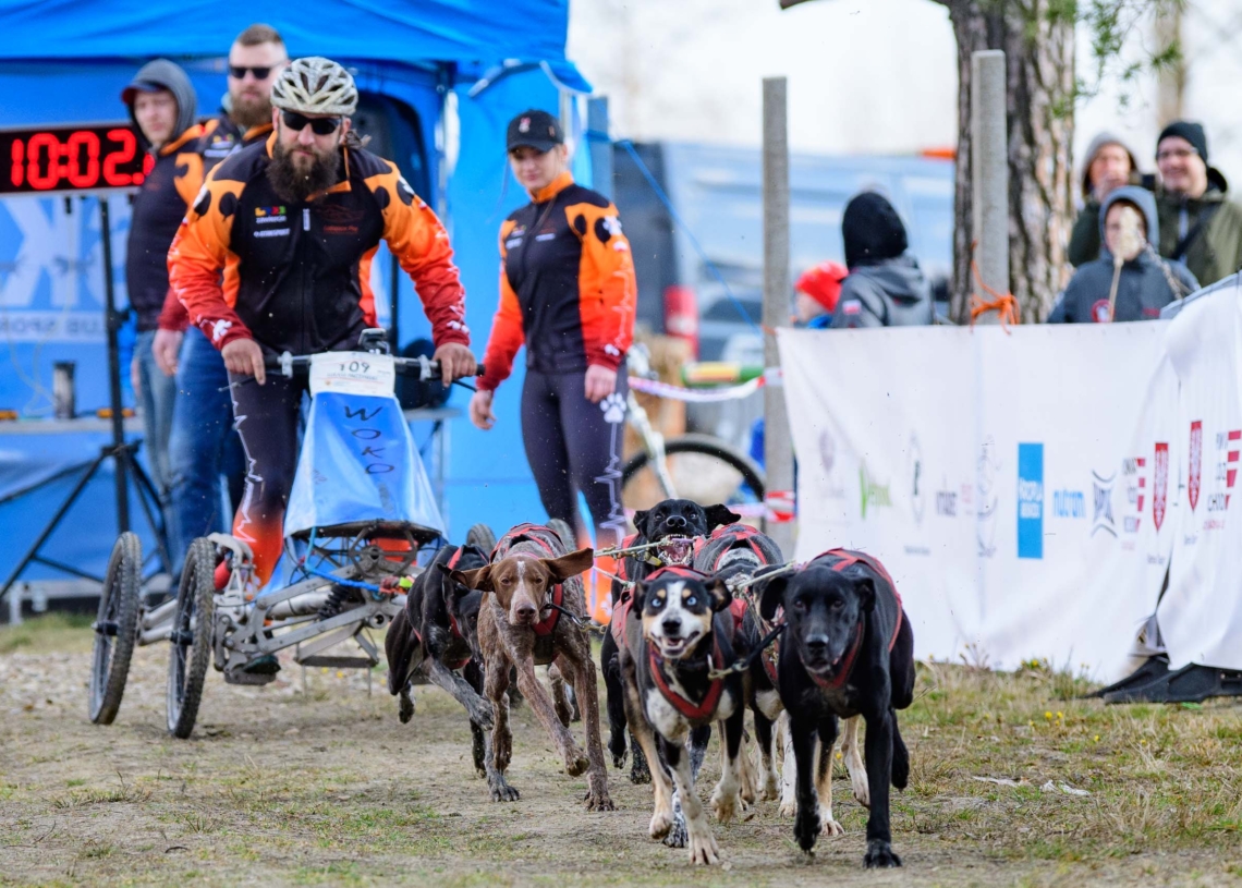 Rybakówka Cup 2023. Wyścigi psich zaprzęgów