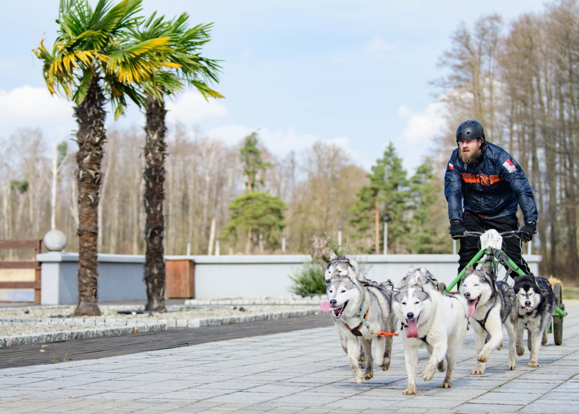Rybakówka Cup 2023. Wyścigi psich zaprzęgów
