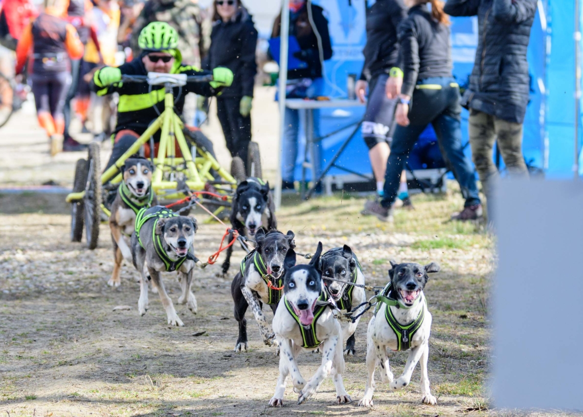 Rybakówka Cup 2023. Wyścigi psich zaprzęgów