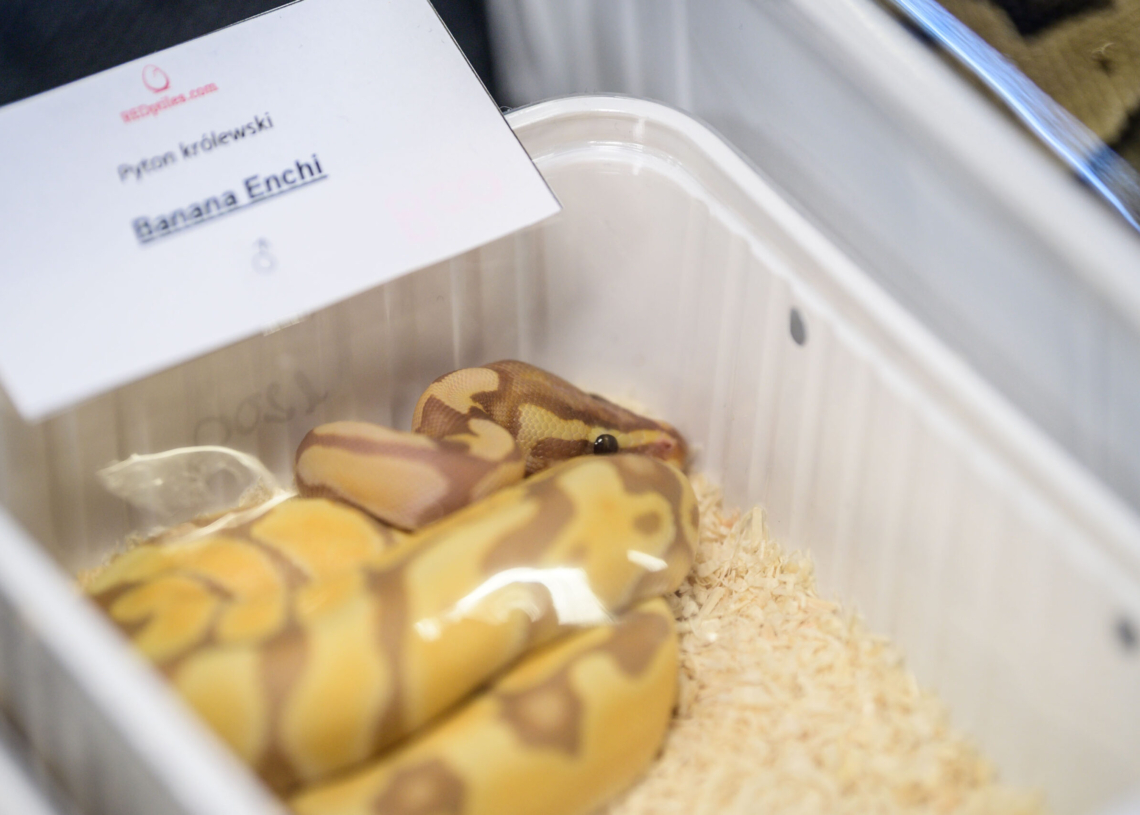 Targi egzotyczne w hali Expo