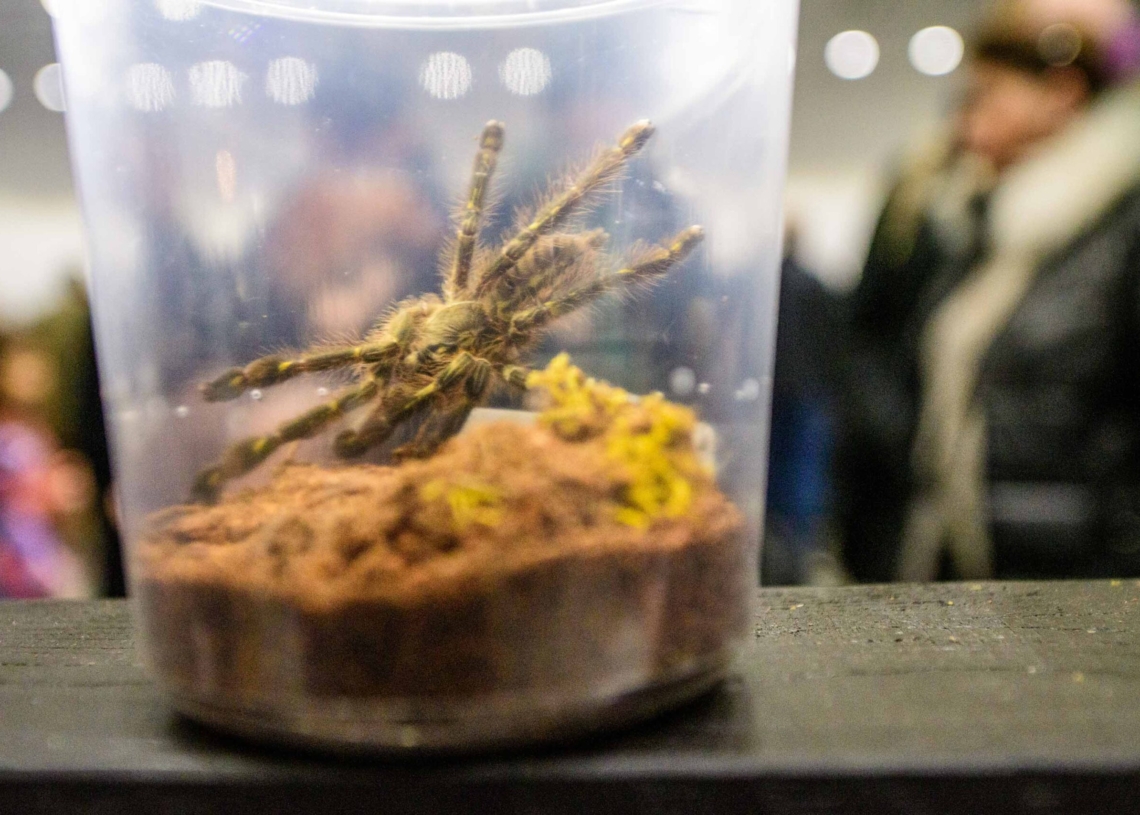 Targi egzotyczne w hali Expo