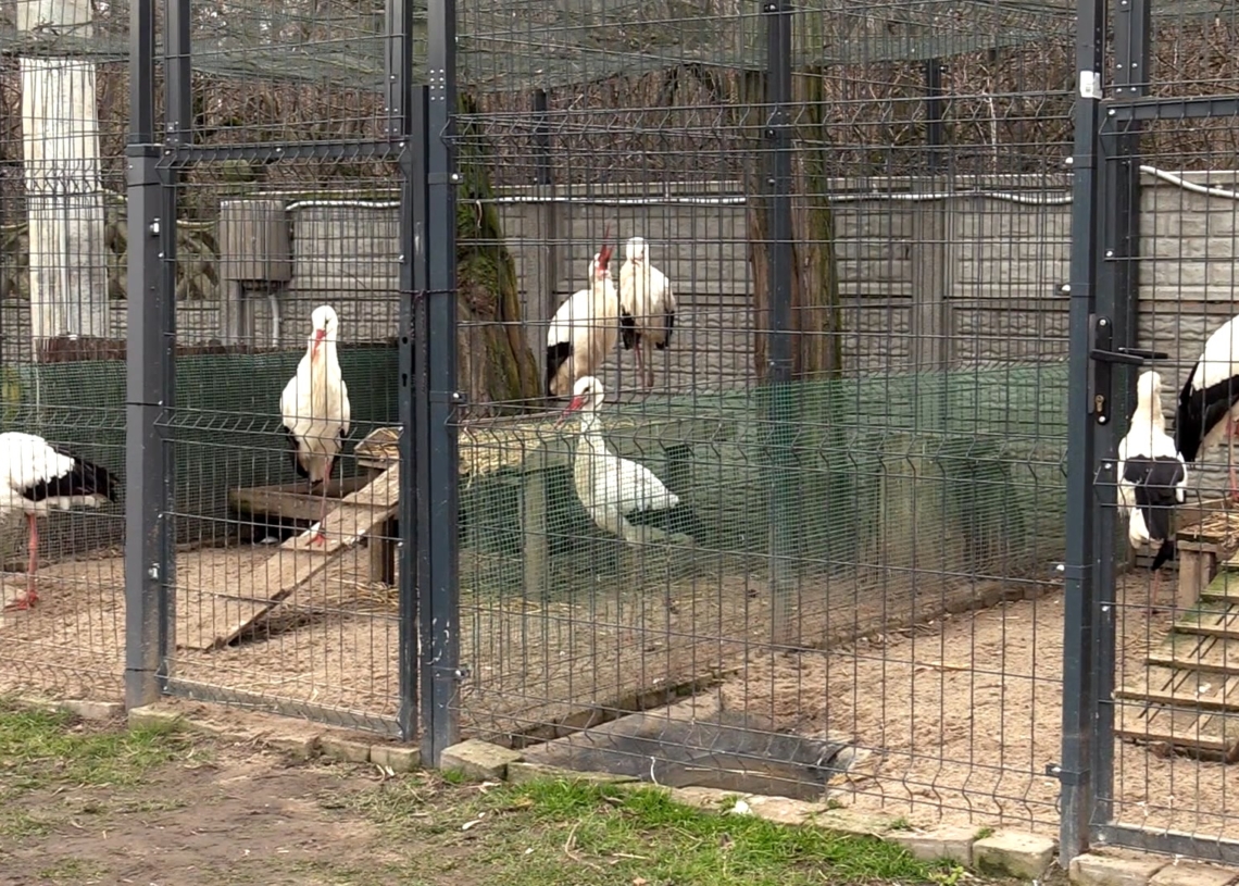 Do Pasieki koło Żychlina zawitał bocian. Wiosna coraz bliżej