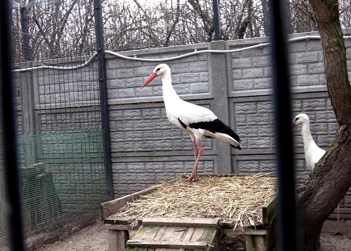 Do Pasieki koło Żychlina zawitał bocian. Wiosna coraz bliżej