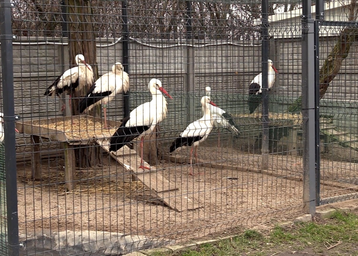 Do Pasieki koło Żychlina zawitał bocian. Wiosna coraz bliżej
