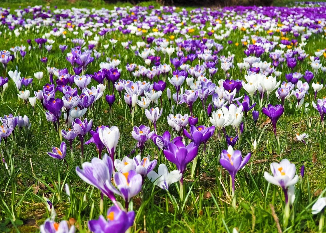 Nastała kalendarzowa wiosna. Pojawiły się przylaszczki, przebiśniegi i krokusy 1 kalendarzowa wiosna