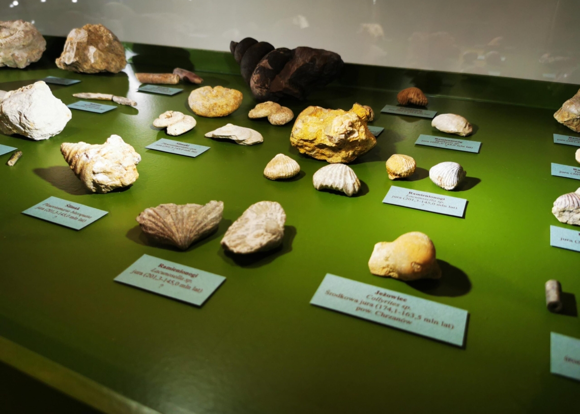 Wystawa paleontologiczna już wkrótce w Muzeum Okręgowym w Sieradzu