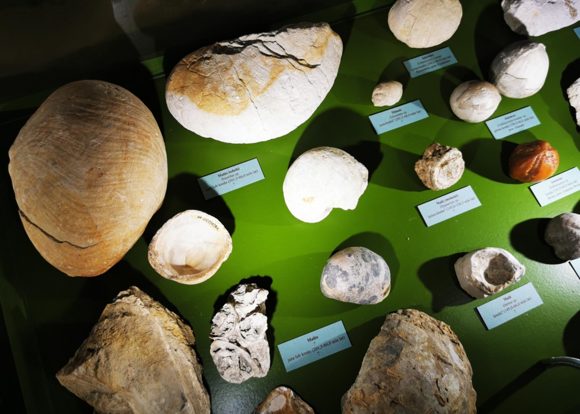 Wystawa paleontologiczna już wkrótce w Muzeum Okręgowym w Sieradzu