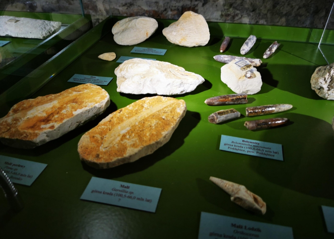 Wystawa paleontologiczna już wkrótce w Muzeum Okręgowym w Sieradzu