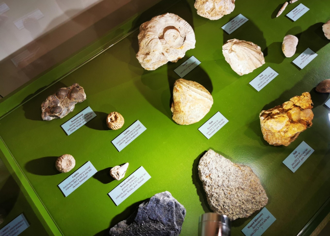 Wystawa paleontologiczna już wkrótce w Muzeum Okręgowym w Sieradzu