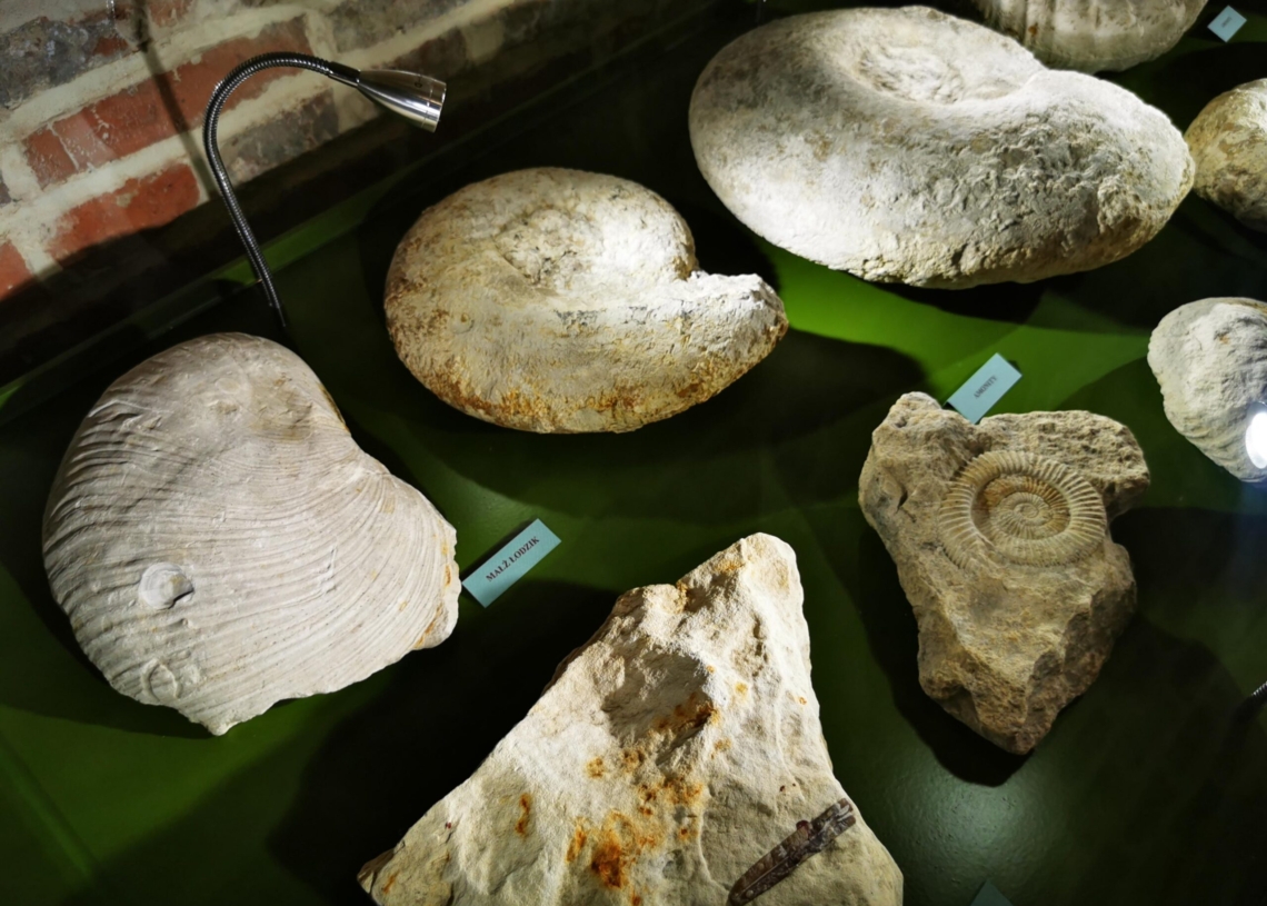 Wystawa paleontologiczna już wkrótce w Muzeum Okręgowym w Sieradzu