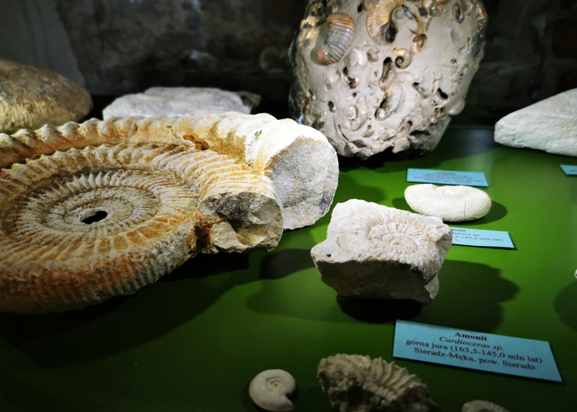 Wystawa paleontologiczna już wkrótce w Muzeum Okręgowym w Sieradzu