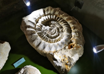 Muzeum Okręgowym w Sieradzu