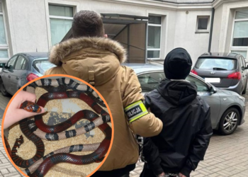 Złodziej węży w rękach policji