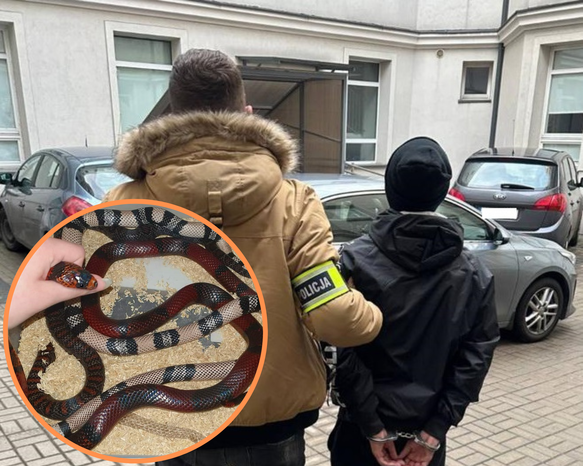 Złodziej węży w rękach policji