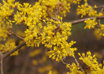 Ogród Botaniczny