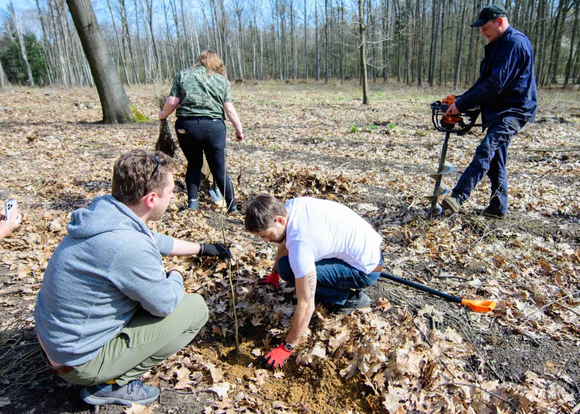 300 nowych dębów w Łodzi