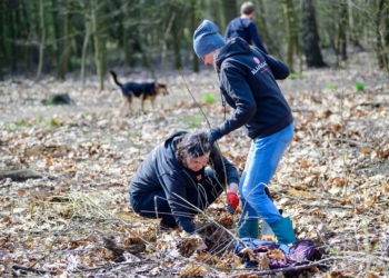 300 nowych dębów w Łodzi