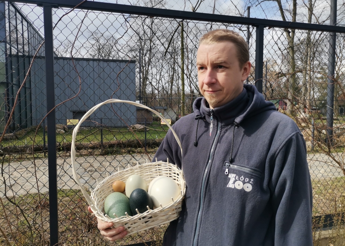 W łódzkim ZOO już część gatunków zwierząt wysiaduje jaja
