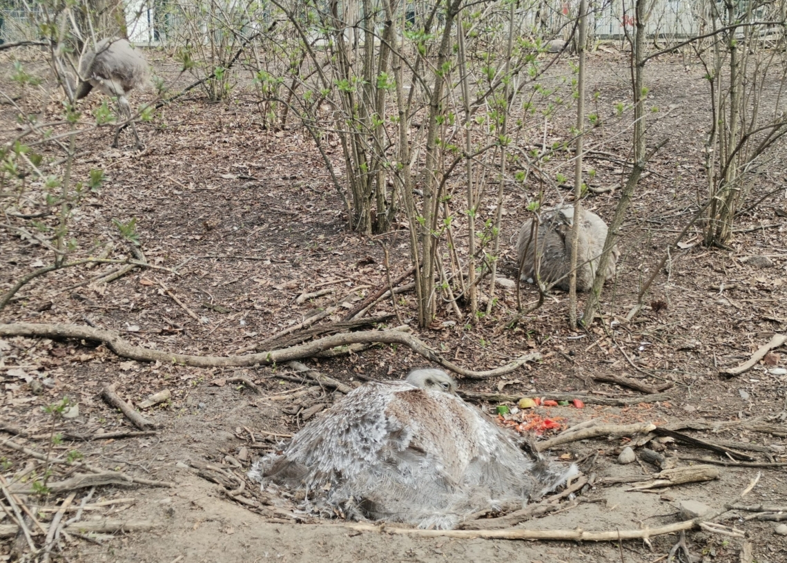W łódzkim ZOO już część gatunków zwierząt wysiaduje jaja