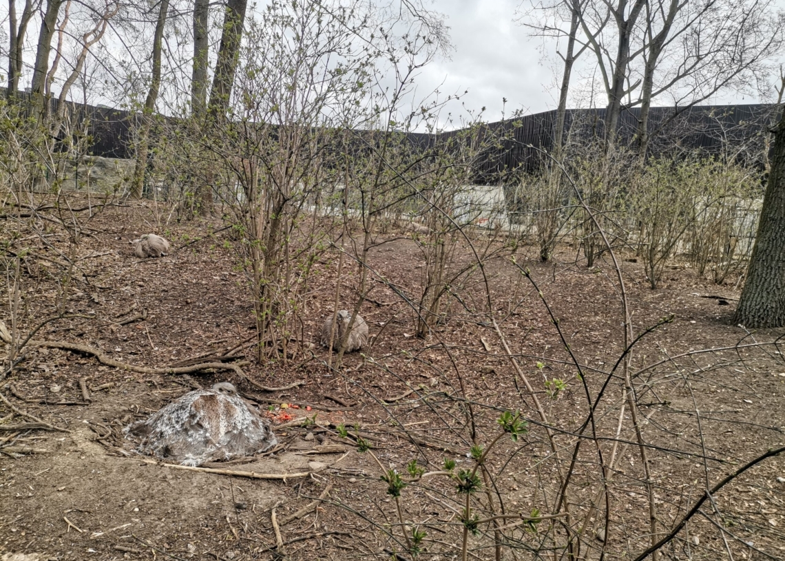 W łódzkim ZOO już część gatunków zwierząt wysiaduje jaja