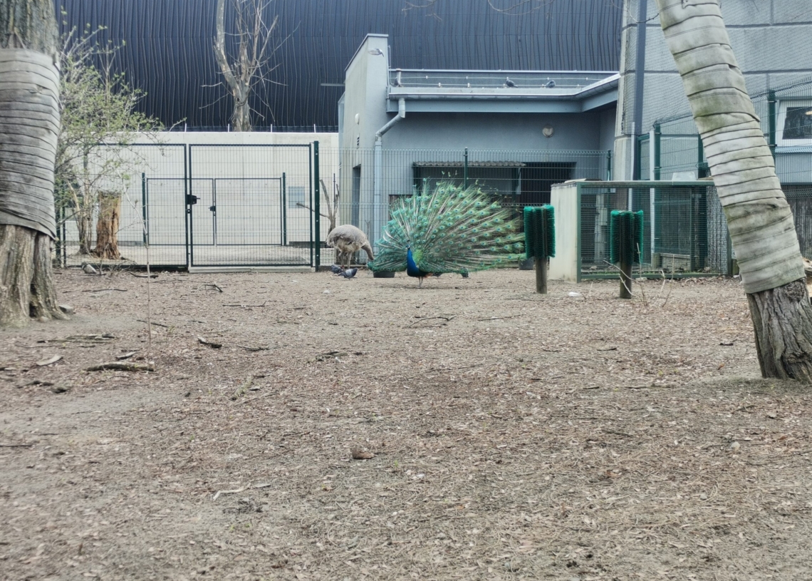W łódzkim ZOO już część gatunków zwierząt wysiaduje jaja
