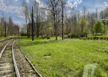 Dziki grasowały na Pomorskiej