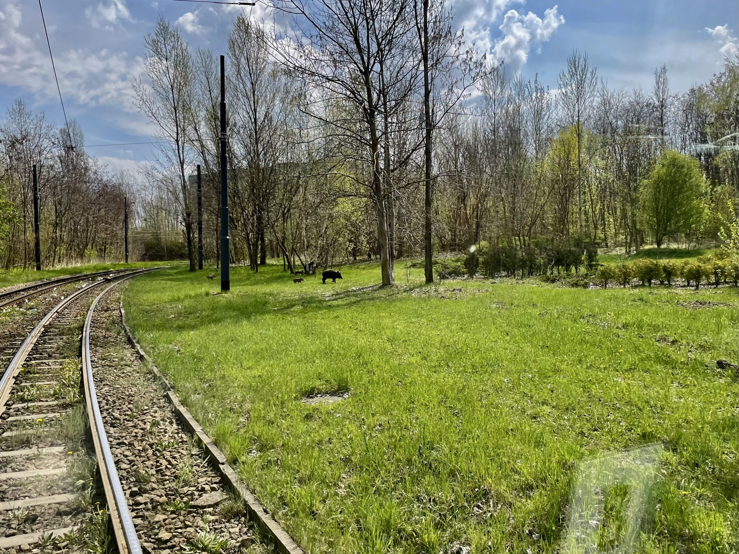 Dziki grasowały na Pomorskiej