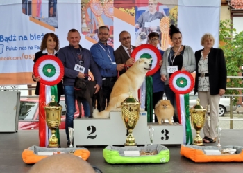 Międzynarodowa Wystawa Psów Rasowych w Łodzi